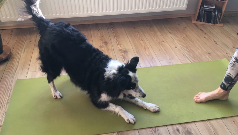Wecke das Tier in Dir! Von wilden Asanas zum Animal Dance! 15. Dezember 2019 Wecke das Tier in Dir! Von wilden Asanas zum Animal Dance! 15. Dezember 2019